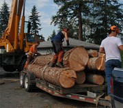 Tree Services in Kelowna BC
