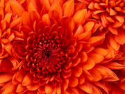 BUY A CAMERA FROM ONLINE AT  VERY