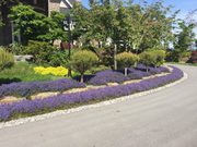 Best Abbotsford Landscape Maintenance | Transformations Landscaping