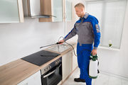 Bed Bug Pros Pest Exterminator Kitchener 