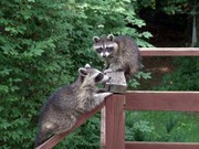 Pest Control Exclusion Services 194 Braithwaite Ave Hamilton,  Ontario)