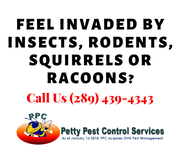 Do You Know How Important is the Termite Control Services in Waterloo?