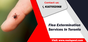 Best Flea Extermination In Toronto | Root Pest Control