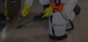 Looking for a professional Pest Control Company in Toronto and the GTA