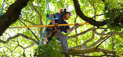 Getting Tree Trimming Services in Toronto