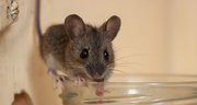 Trusted Rat & Mice Control Company Surrey,  New Westminster| ASM Pest C
