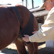Stop Lung Bleeding in Horses