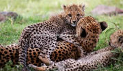 African Servalcat Safaris Tours Kenya Tanzania